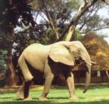 Wilderness Safaris