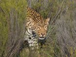 Aquila Private Game Reserve