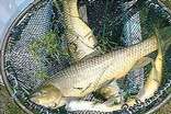 Fishing in the waters of Mpumalanga