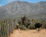 Oudtshoorn