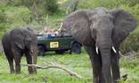 MalaMala Game Reserve