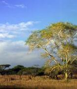 Mkuze Game Reserve