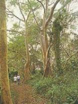 Mkuze Game Reserve Day Walks