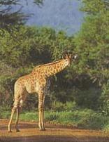 Mkuze Game Reserve Day Walks