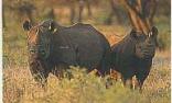 Mkuze Game Reserve Day Walks