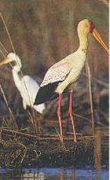 Mkuze Game Reserve Day Walks