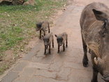 Bonamanzi Game Park - Warthog Family