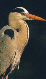 Opm Prozesky Aviary