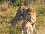 Sibuya Game Reserve - Incredible sightings