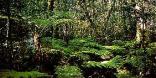 Outeniqua Hiking Trail