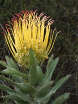 Paarl Mountain Nature Reserve
