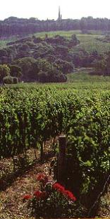 Paarl Wine Route
