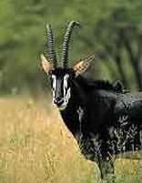 Game & Nature Reserves in Swaziland