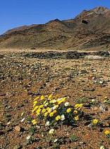 Ai-Ais Richtersveld Transfrontier Park
