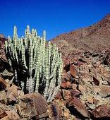 Ai-Ais Richtersveld Transfrontier Park