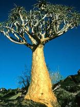 Ai-Ais Richtersveld Transfrontier Park