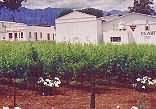 Robertson Wine Route