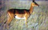 Rustenburg Nature Reserve