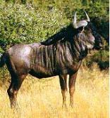 Rustenburg Nature Reserve