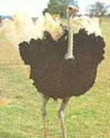 Safari Ostrich Show Farm