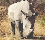 Savanna Private Game Reserve