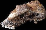 Sterkfontein Caves