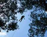Canopy Tours