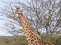 Hluhluwe-Imfolozi Game Reserve