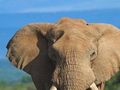 Addo Elephant Park