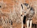 Nossob Restcamp - Kgalagadi Park