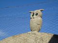 The Owl House