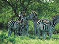 Bonamanzi Game Park