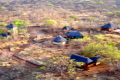 Tsakane Safari Camp
