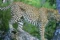 Hluhluwe-Imfolozi Game Reserve