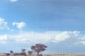 Kgalagadi Transfrontier Park