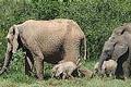 Addo Elephant Park