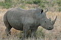 Pilanesberg Game Reserve