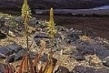 Ai-Ais/Richtersveld Transfrontier National Park