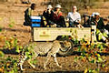 Mashatu Game Lodges