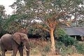Bush Lodge - Sabi Sabi