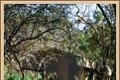 Ingwe Bush Camp