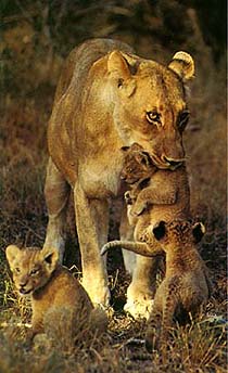 Lion cubs