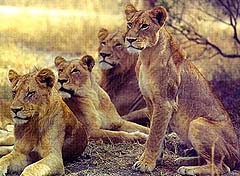 Lionesses