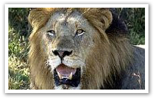 Hluhluwe-Imfolozi Game Reserve