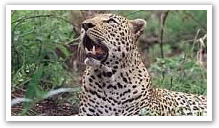 Chitwa Chitwa Private Game Lodges