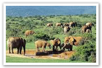 Addo Elephant Park