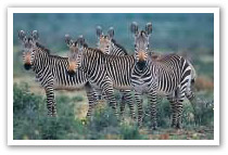 Mountain Zebra National Park
