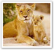 Kruger Park Explorer Safari