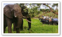 Djuma Game Reserve