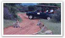 Mosetlha Bush Camp game drive